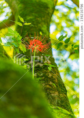 Spider lilies growing on trees 139210796