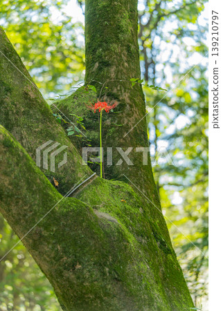 Spider lilies growing on trees 139210797