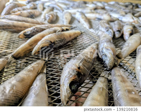 Mehikari fish being sun-dried (for making dried fish) 139210816