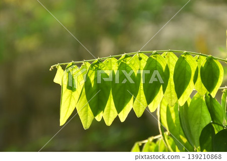 star gooseberry leaf hanging from branch with sunlight on sunset in garden 139210868