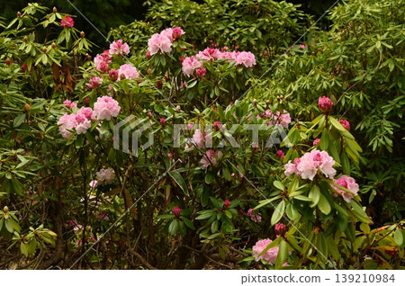 Rhododendron flowers in full bloom Rhododendron flowers in full bloom 139210984