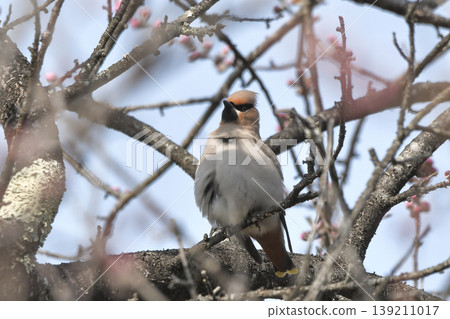 波希米亞太平鳥 波希米亞太平鳥 139211017