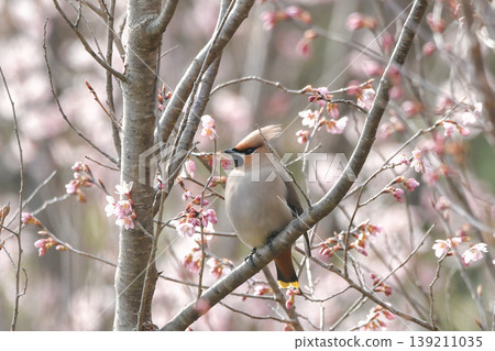 波希米亞太平鳥 139211035
