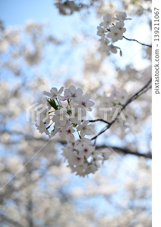 Branches of Somei Yoshino cherry trees gazing up at the clear blue sky 139211067