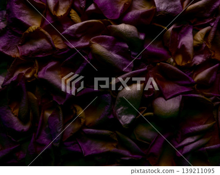 vibrant purple rose petals scattered in moody dark cascade evoking romantic melancholy perfect for ethereal wallpaper or luxurious banner with subtle copy space 139211095