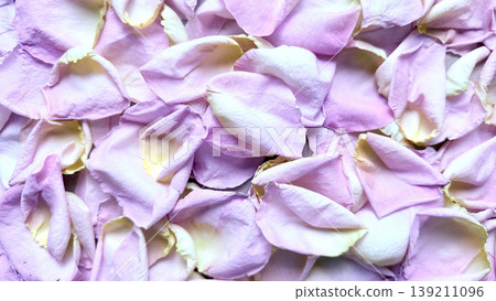 soft pink rose petals scattered in ethereal closeup dreamy floral texture for romantic wallpaper or beauty banner soft pink rose petals scattered in ethereal closeup dreamy floral texture for romantic wallpaper or beauty banner 139211096