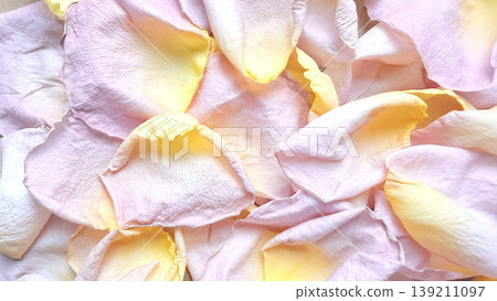 soft pastel pink yellow rose petals scattered delicately in closeup for romantic wallpaper or floral banner design 139211097