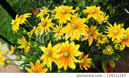 Bright Yellow Coneflowers Blooming in Garden Close-Up 139211267