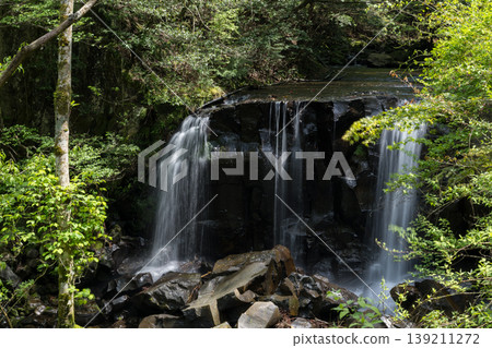 Fresh green scenery with beautiful blue autumn leaves in early summer 139211272