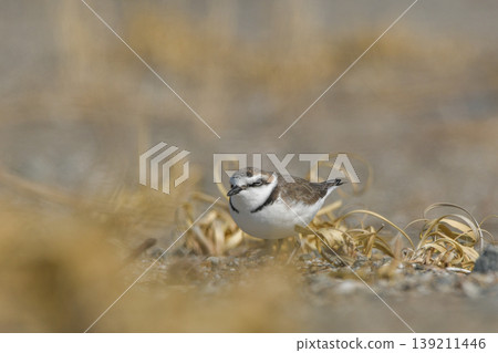 Shiitake Shiitake 139211446
