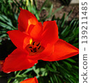 紅鬱金香（Linifaria tulips） 139211485