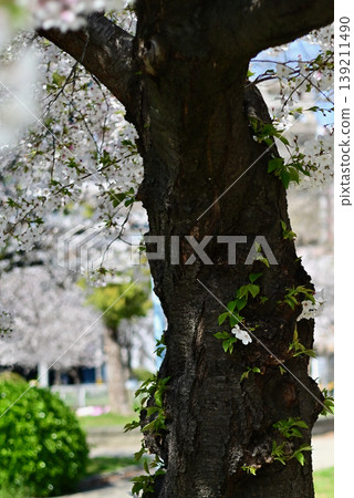 盛開的桃花色彩艷麗,簇擁成團。關鍵字: 盛開的桃花色彩艷麗,簇擁成團。關鍵字: 139211490
