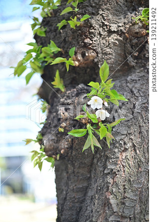 這裡風景優美,建築林立,櫻花盛開。 這裡風景優美,建築林立,櫻花盛開。 139211492