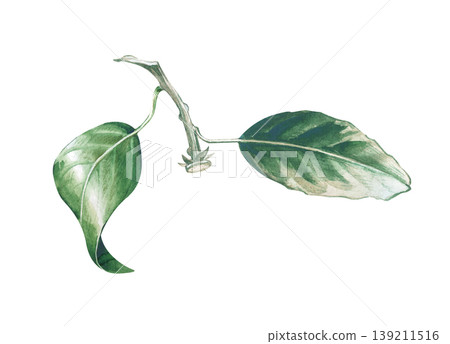 A botanical watercolor illustration of a citrus branch with a green leaves and peduncle on an isolated background. Realistic clipart for creating wreaths, framing menus, designing eco-friendly 139211516