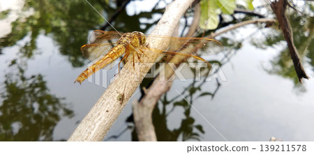 Golden Dragonfly Perched on Grass Above Calm Pond Water 139211578
