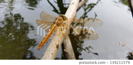 Golden Dragonfly Perched on Grass Above Calm Pond Water Golden Dragonfly Perched on Grass Above Calm Pond Water 139211579