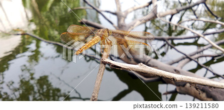 Golden Dragonfly Perched on Grass Above Calm Pond Water 139211580