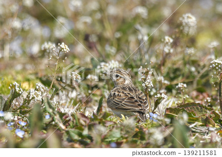 Lark Lark 139211581
