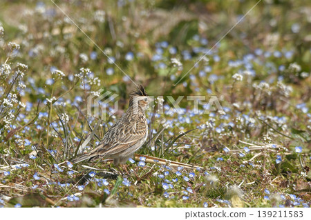 Lark Lark 139211583