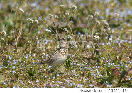 Lark Lark 139211584