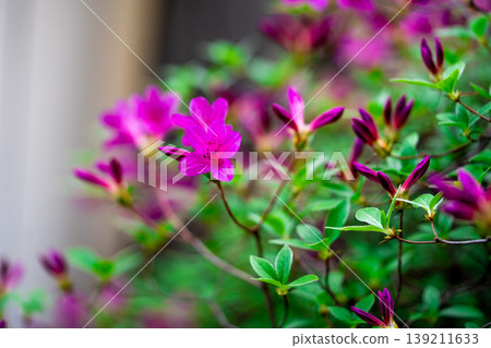 Blooming pink Azalea Ericaceae flowers, rhododendron flower macro, South Korea Blooming pink Azalea Ericaceae flowers, rhododendron flower macro, South Korea 139211633