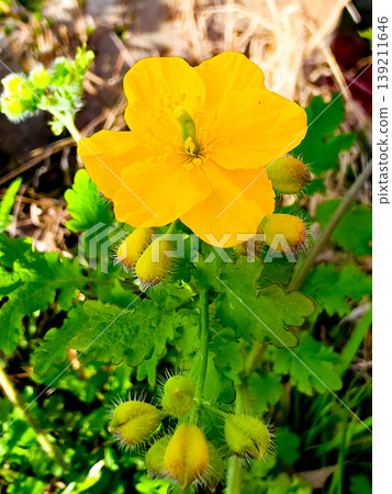 Greater celandine Chelidonium majus blooming in a meadow Greater celandine Chelidonium majus blooming in a meadow 139211646