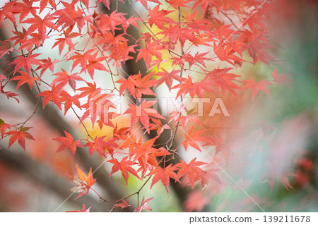 Photographing Jinzoji Temple, Kameoka City, Kyoto Prefecture, a famous spot for autumn leaves that is loved by locals 139211678