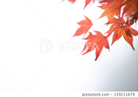 Photographing Jinzoji Temple, Kameoka City, Kyoto Prefecture, a famous spot for autumn leaves that is loved by locals Photographing Jinzoji Temple, Kameoka City, Kyoto Prefecture, a famous spot for autumn leaves that is loved by locals 139211679