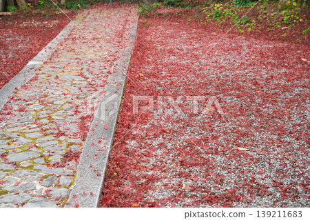 Photographing Jinzoji Temple, Kameoka City, Kyoto Prefecture, a famous spot for autumn leaves that is loved by locals Photographing Jinzoji Temple, Kameoka City, Kyoto Prefecture, a famous spot for autumn leaves that is loved by locals 139211683