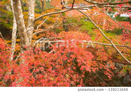Photographing Jinzoji Temple, Kameoka City, Kyoto Prefecture, a famous spot for autumn leaves that is loved by locals 139211689