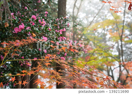 Photographing Jinzoji Temple, Kameoka City, Kyoto Prefecture, a famous spot for autumn leaves that is loved by locals Photographing Jinzoji Temple, Kameoka City, Kyoto Prefecture, a famous spot for autumn leaves that is loved by locals 139211690