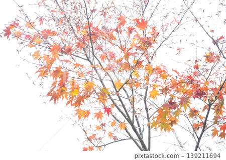 Photographing Jinzoji Temple, Kameoka City, Kyoto Prefecture, a famous spot for autumn leaves that is loved by locals 139211694
