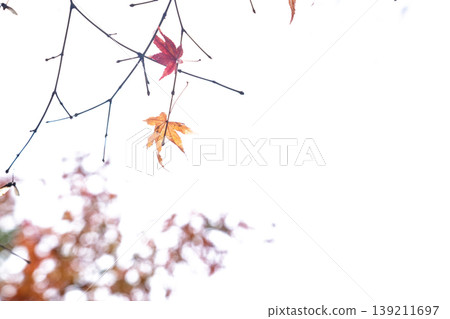 Photographing Jinzoji Temple, Kameoka City, Kyoto Prefecture, a famous spot for autumn leaves that is loved by locals Photographing Jinzoji Temple, Kameoka City, Kyoto Prefecture, a famous spot for autumn leaves that is loved by locals 139211697