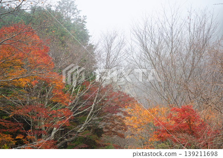 Photographing Jinzoji Temple, Kameoka City, Kyoto Prefecture, a famous spot for autumn leaves that is loved by locals Photographing Jinzoji Temple, Kameoka City, Kyoto Prefecture, a famous spot for autumn leaves that is loved by locals 139211698