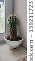 Columnar cactus with golden-yellow spines stands in a white decorative pot. It is on a sunlit windowsill, next to a window showing greenery. The pot sits on a stained surface 139211723