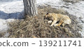 Light-brown stray dog curls up for a nap on a patch of dry grass at the base of a tree. The surrounding ground is covered in melting snow, capturing a quiet moment in early spring 139211741