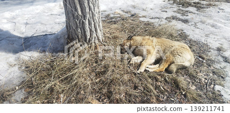 Light-brown stray dog curls up for a nap on a patch of dry grass at the base of a tree. The surrounding ground is covered in melting snow, capturing a quiet moment in early spring Light-brown stray dog curls up for a nap on a patch of dry grass at the base of a tree. The surrounding ground is covered in melting snow, capturing a quiet moment in early spring 139211741