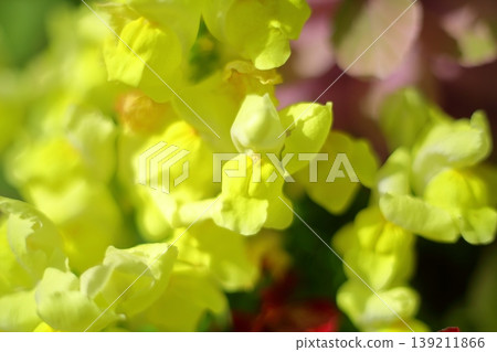 Yellow goldfish grass Yellow goldfish grass 139211866