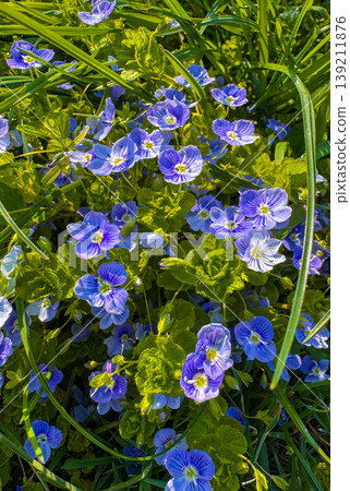 Colorful flowers bloom in a garden during spring season in bright sunlight Colorful flowers bloom in a garden during spring season in bright sunlight 139211876