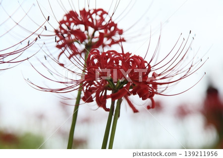 Cluster amaryllis Cluster amaryllis 139211956