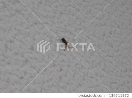 Tiger beetles crawling on a white carpet 139211972