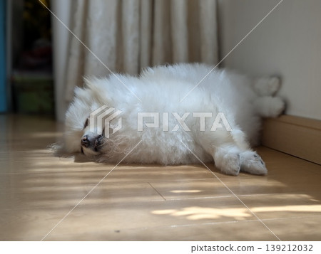 一隻博美犬趴在硬木地板上打盹,沐浴在透過百葉窗灑進來的陽光中。 一隻博美犬趴在硬木地板上打盹,沐浴在透過百葉窗灑進來的陽光中。 139212032