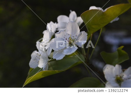 山梨的花 山梨的花 139212274
