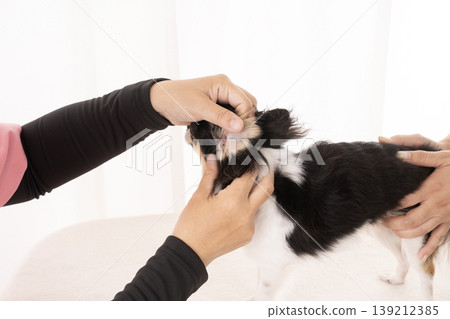 獸醫和護士正在檢查一隻吉娃娃犬。 獸醫和護士正在檢查一隻吉娃娃犬。 139212385