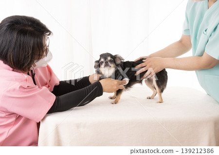 獸醫和護士正在檢查一隻吉娃娃犬。 獸醫和護士正在檢查一隻吉娃娃犬。 139212386
