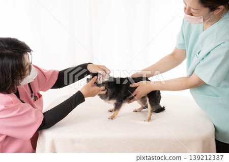 獸醫和護士正在檢查一隻吉娃娃犬。 獸醫和護士正在檢查一隻吉娃娃犬。 139212387