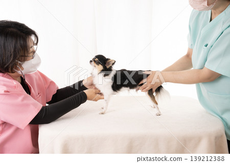 獸醫和護士正在檢查一隻吉娃娃犬。 獸醫和護士正在檢查一隻吉娃娃犬。 139212388