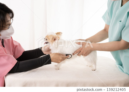 The hands of a veterinarian and nurse examining a Chihuahua. 139212405