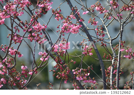 Cherry blossom Cherry blossom 139212662