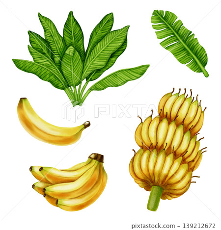 Watercolor illustration set of yellow banana clusters and lush green tropical leaves. Botanical art for food packaging, fabrics, wallpaper, kitchen decor, and cafe menus. Watercolor illustration set of yellow banana clusters and lush green tropical leaves. Botanical art for food packaging, fabrics, wallpaper, kitchen decor, and cafe menus. 139212672